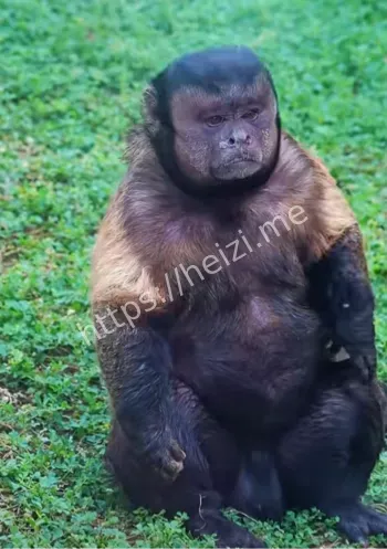 大壮