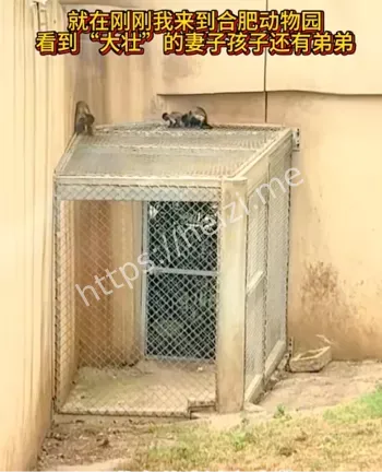 方脸猴