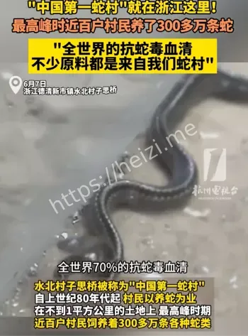 中国第一蛇村