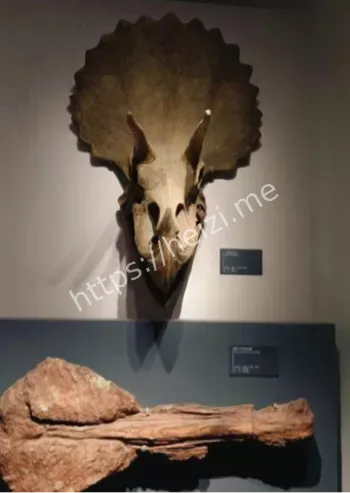 古生物研究