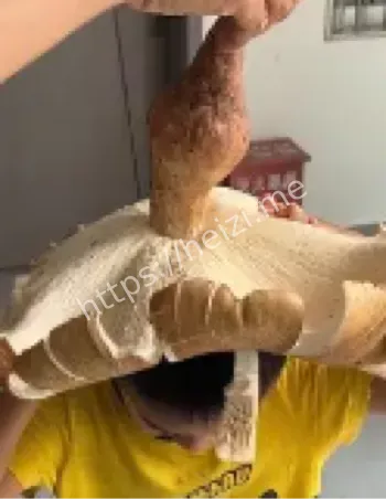 云南大理鸡枞菌