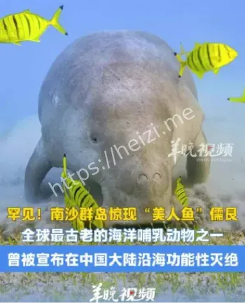 海洋哺乳动物