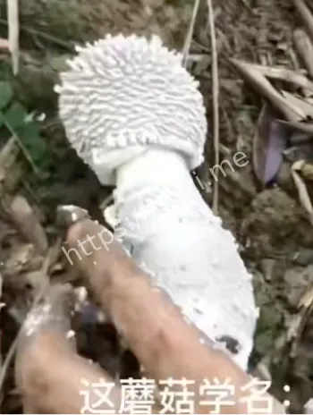 王招根