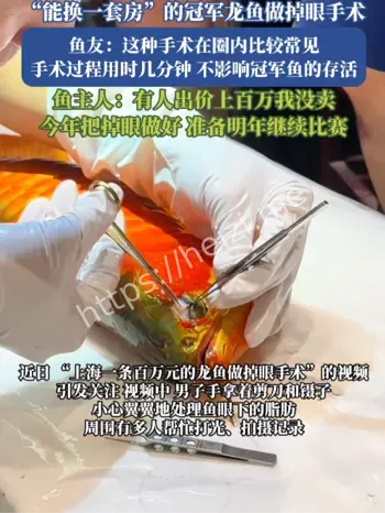 冠军龙鱼