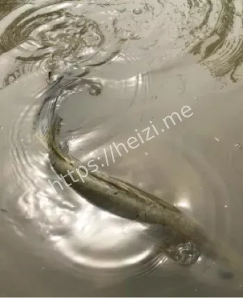 钱塘江传说