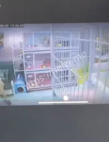 动物保护