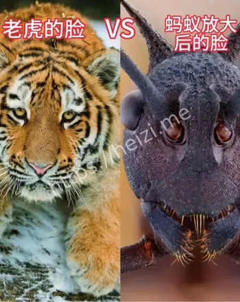 恐怖谷理论起源揭秘