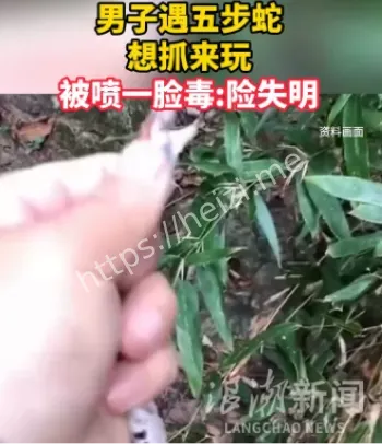 五步蛇
