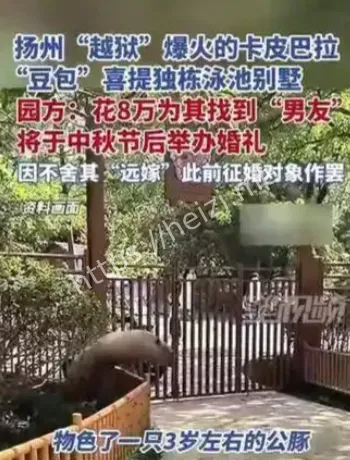 扬州水豚豆包越狱时间线
