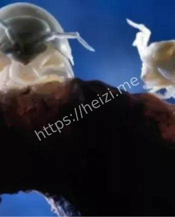 550万年隔离化能生态系统