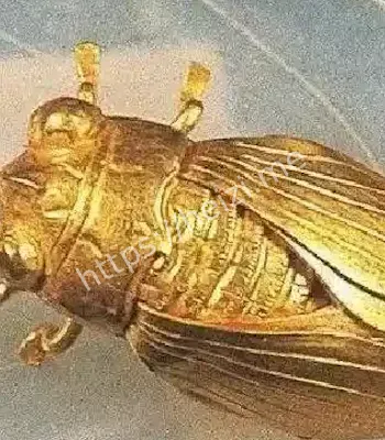 女尸胸前金蝉玉叶