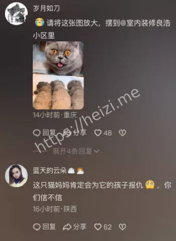 内丘县虐猫家庭教育