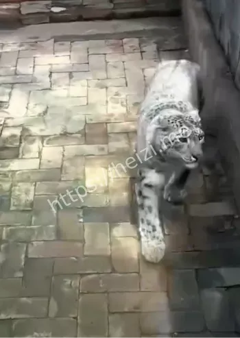 城市应急联动搜捕