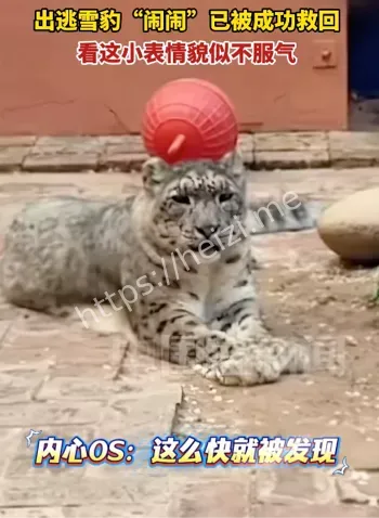 高龄雪豹行为学