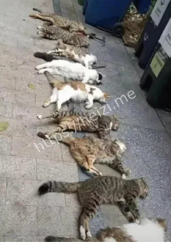 海外直播虐猫画面曝光