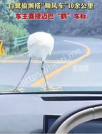 白鹭搭车