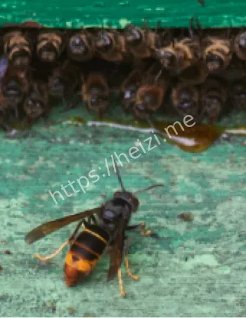 7岁哥哥2岁妹妹死亡