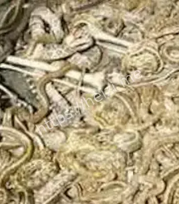 探险队死亡