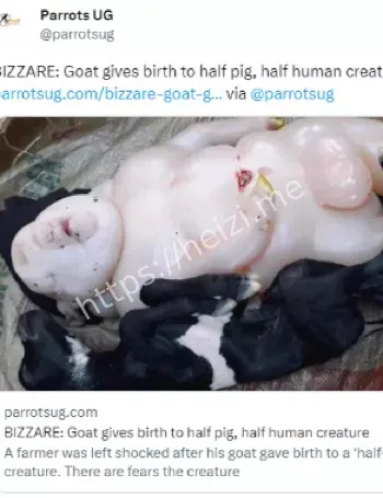半人半猪怪胎