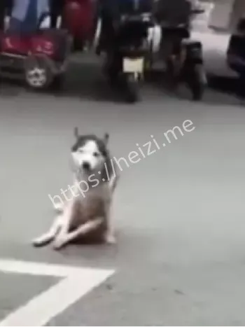 安乐死网友送花圈围堵