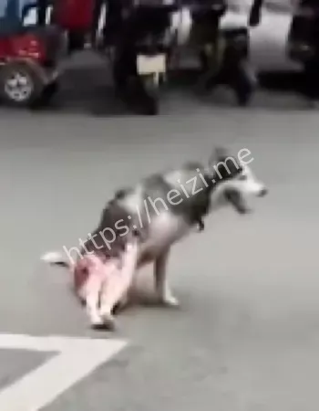 哈士奇咬鸡伤店主砍伤