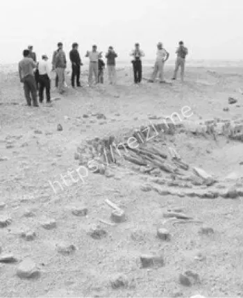 双鱼玉佩病毒复制