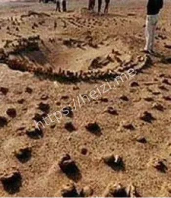 彭加木失踪植物样本