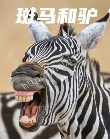 斑马驴子恋情
