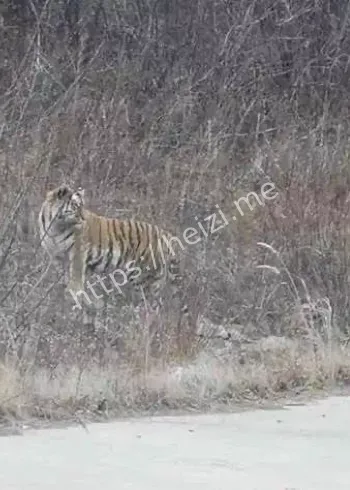 贵州金沙老虎谣言