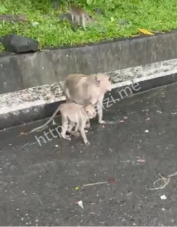 国庆节猴子山游客冲突事件