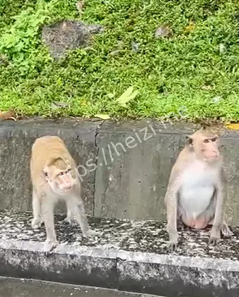 国庆猴子山景区管理乱象