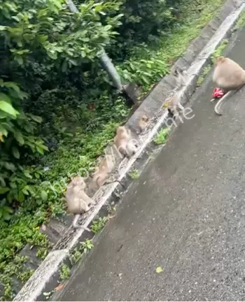 游客投喂猴子引发围攻真相