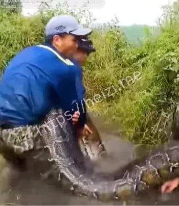 野生动物零距离抓捕