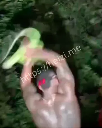 猛人抓变色龙视频