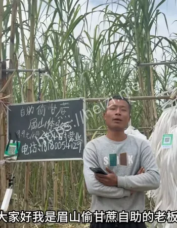 眉山真人版偷甘蔗