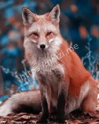 虎豹别墅狐仙迁居