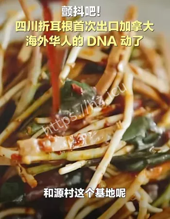 折耳根出国了