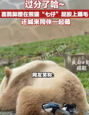 熊猫屁股上薅毛做窝