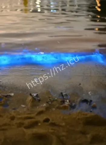 海岸惊现荧光海藻