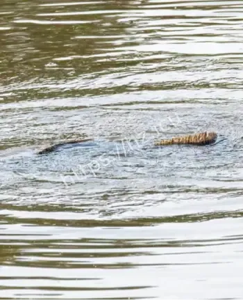 水中不明生物游动翻浪