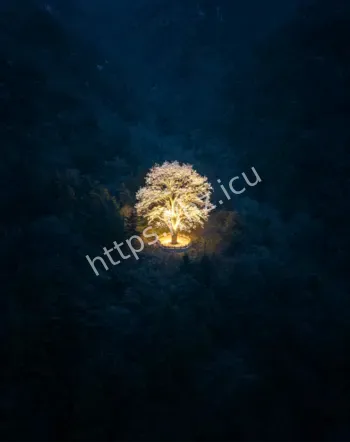 古树移栽后失去荧光灵光